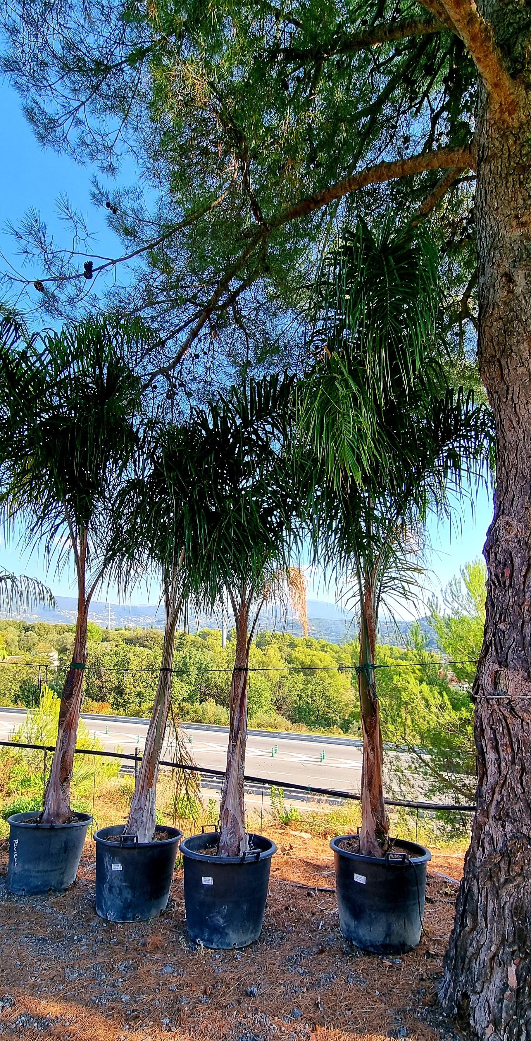 PEPINIERE DES ASPRES GRASSE 2024 ALPES MARITIMES JARDINERIE