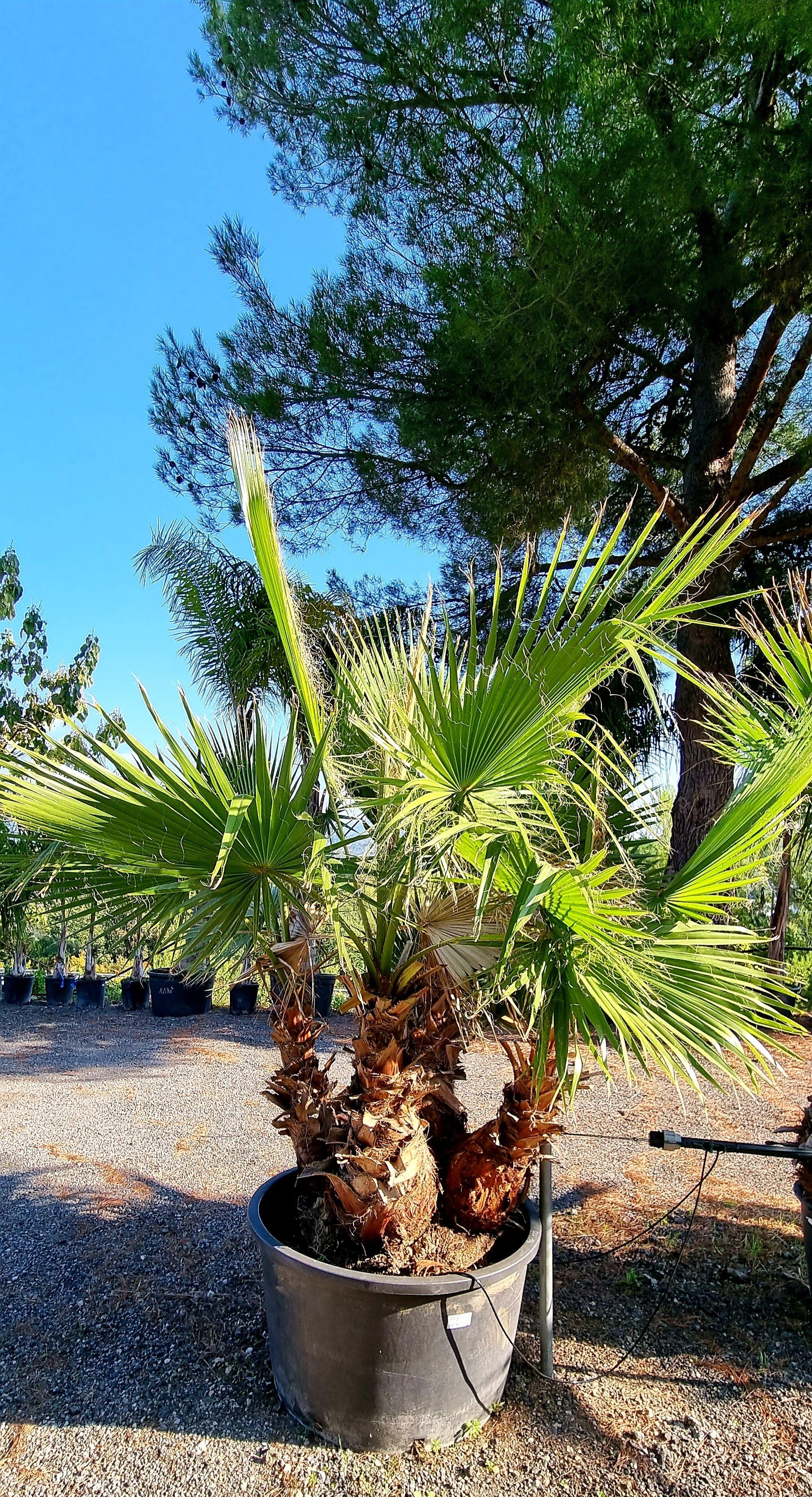 PEPINIERE DES ASPRES GRASSE 2024 ALPES MARITIMES JARDINERIE