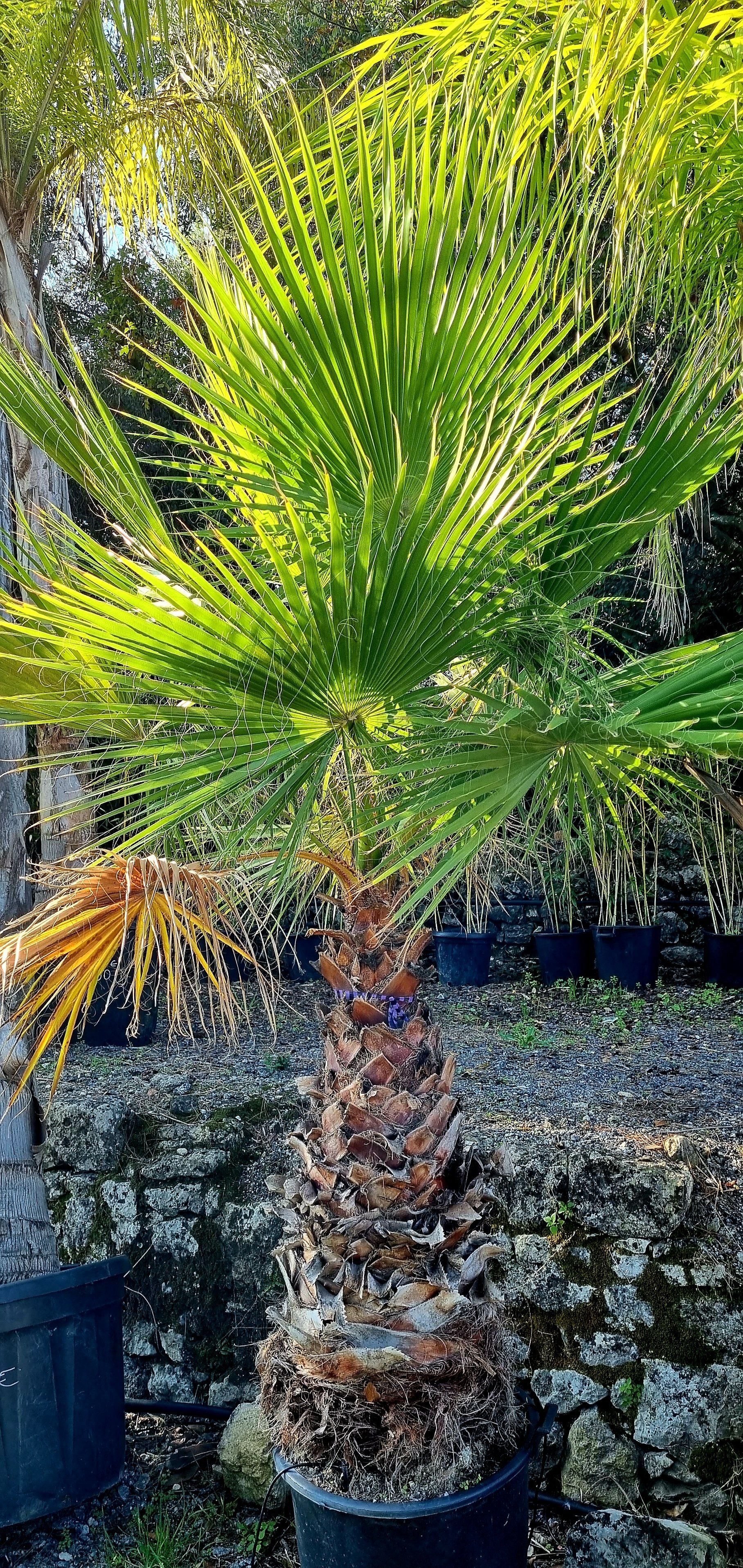 PEPINIERE DES ASPRES GRASSE 2024 ALPES MARITIMES JARDINERIE