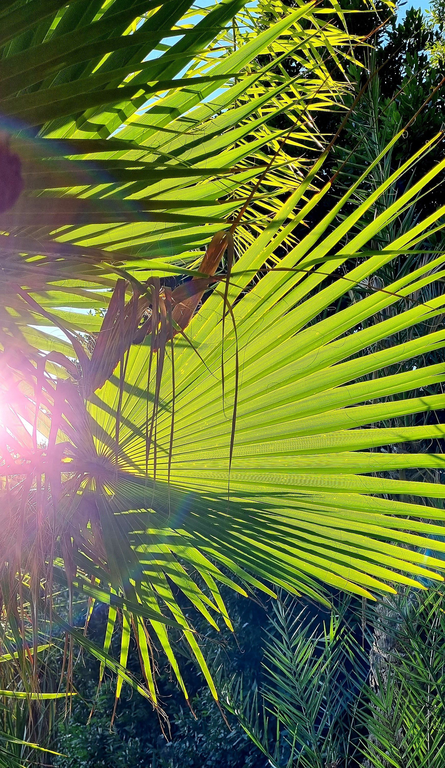 PEPINIERE DES ASPRES GRASSE 2024 ALPES MARITIMES JARDINERIE