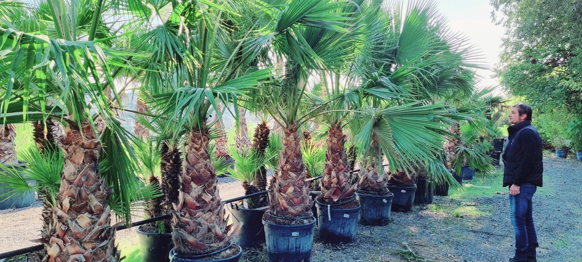 PEPINIERE DES ASPRES GRASSE 2024 ALPES MARITIMES JARDINERIE