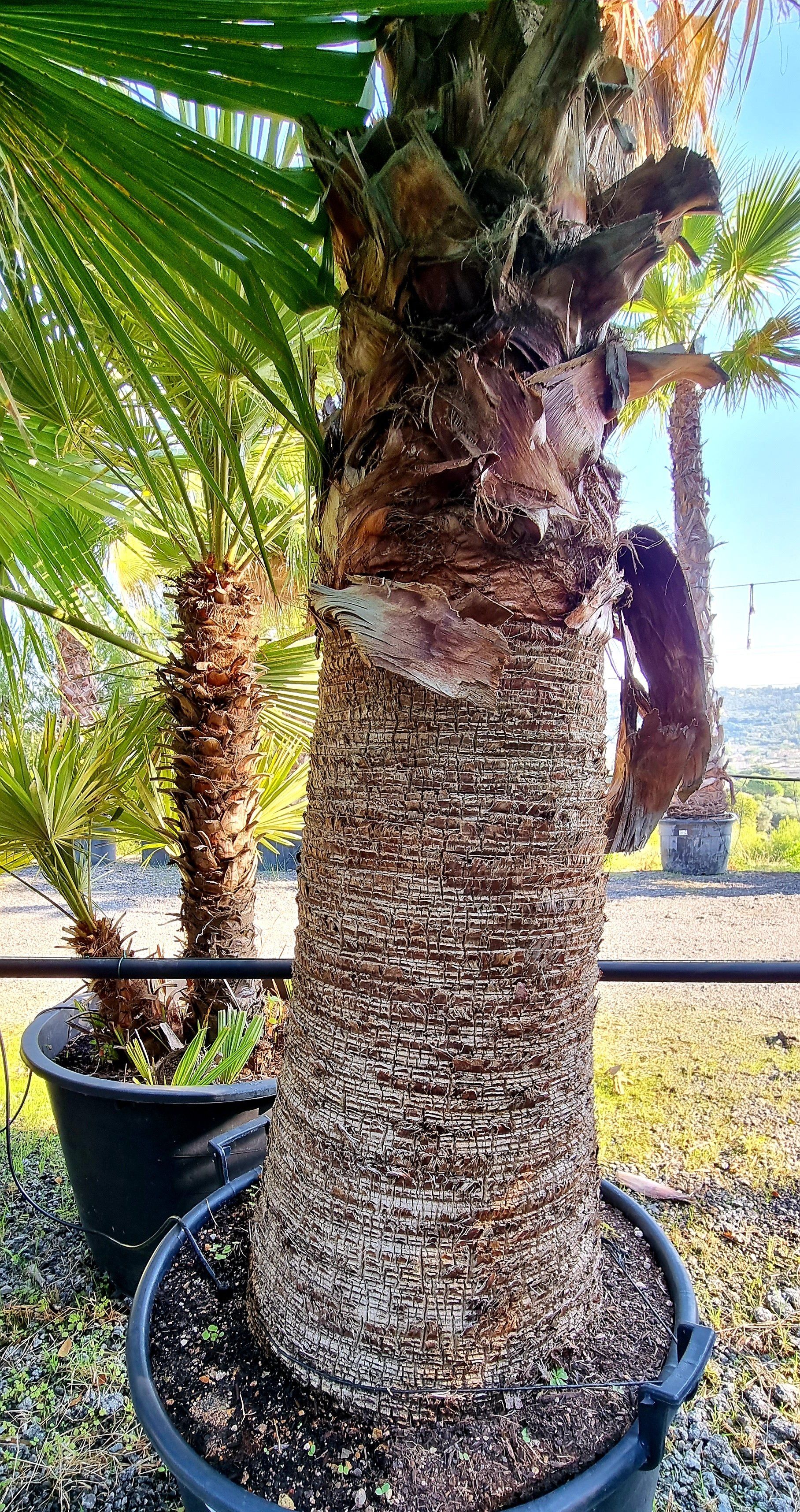 PEPINIERE DES ASPRES GRASSE 2024 ALPES MARITIMES JARDINERIE