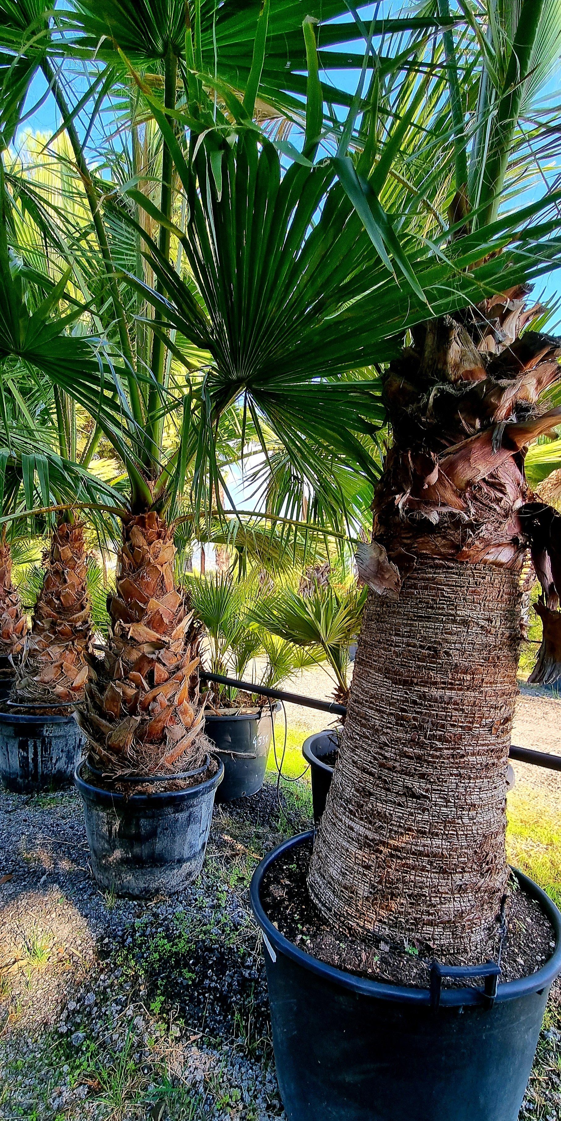 PEPINIERE DES ASPRES GRASSE 2024 ALPES MARITIMES JARDINERIE