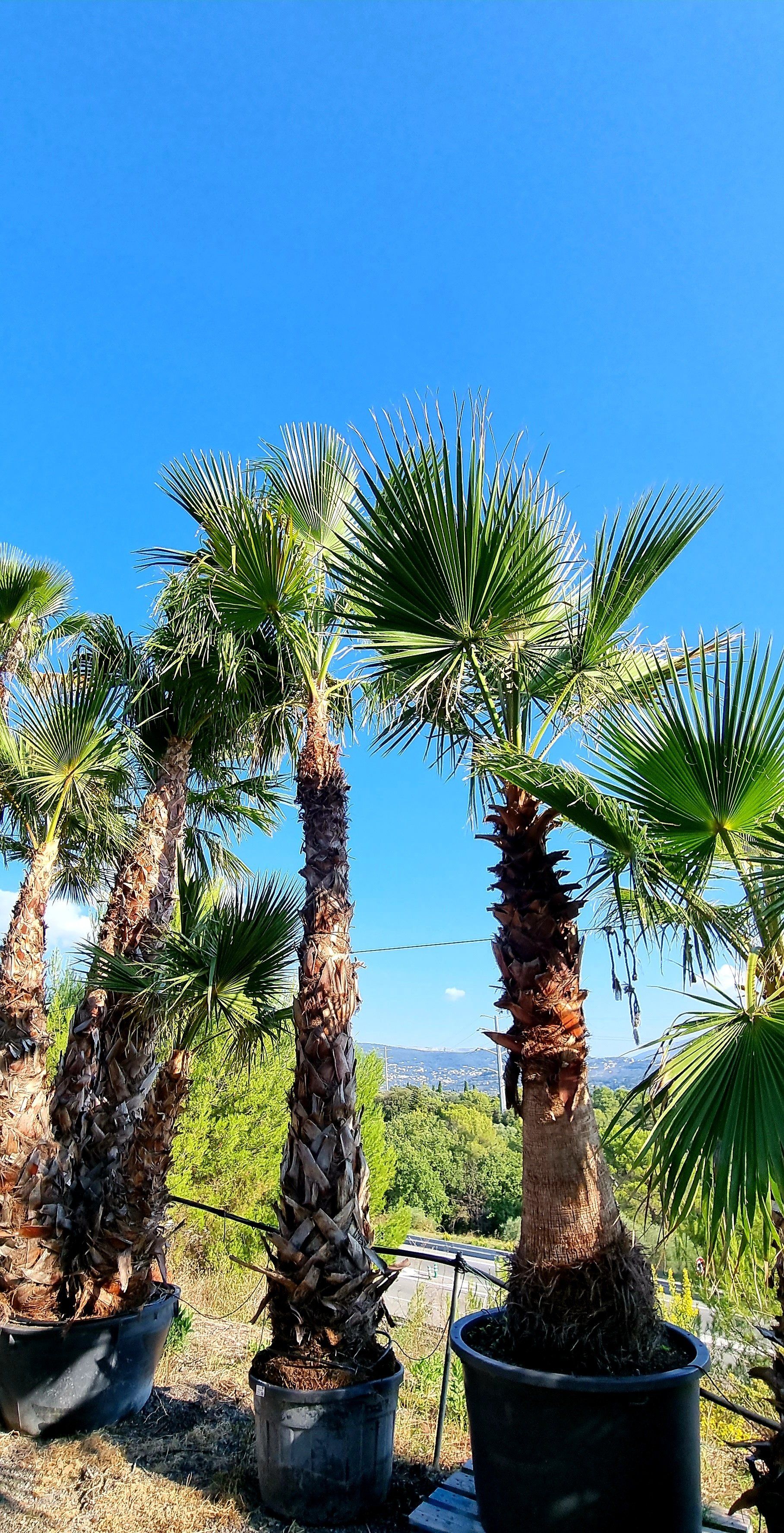 PEPINIERE DES ASPRES GRASSE 2024 ALPES MARITIMES JARDINERIE