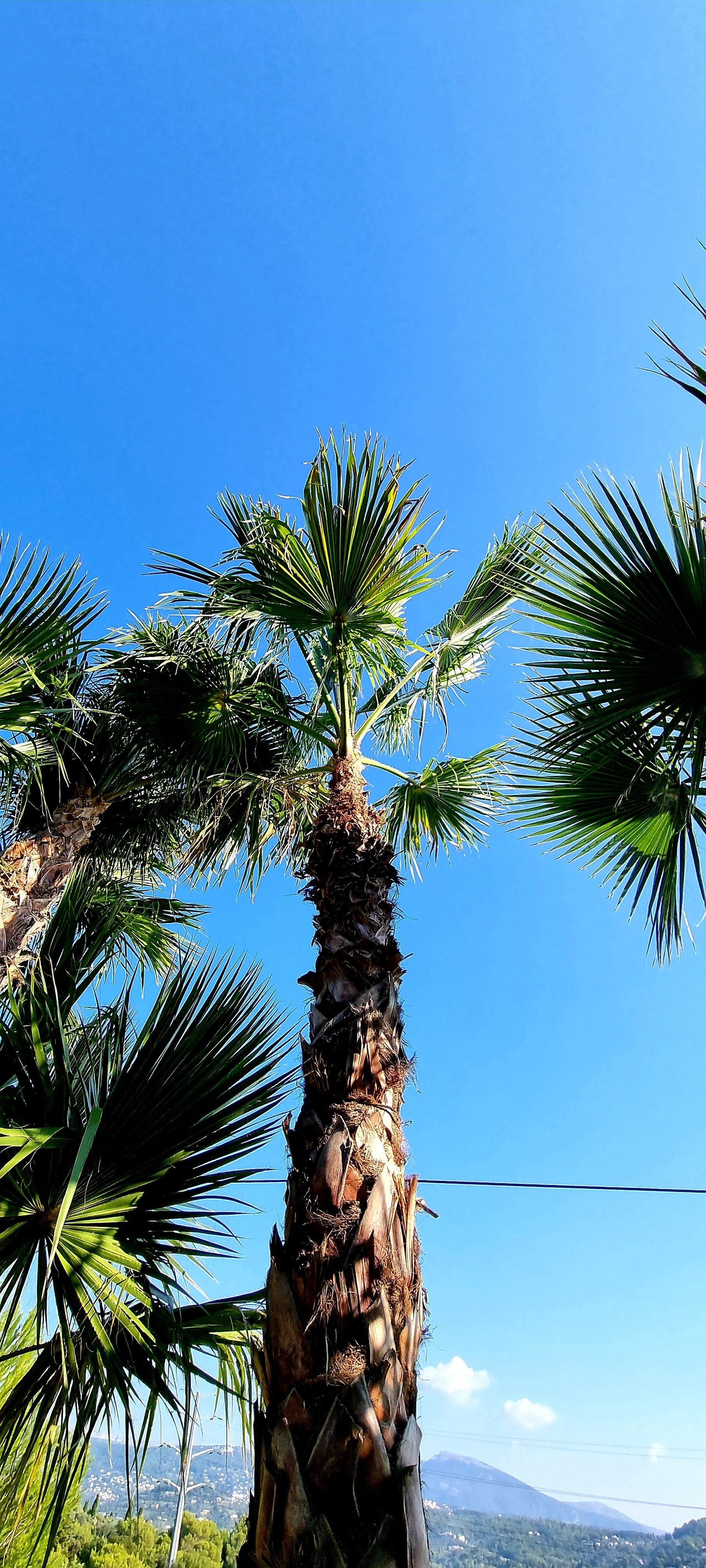 PEPINIERE DES ASPRES GRASSE 2024 ALPES MARITIMES JARDINERIE