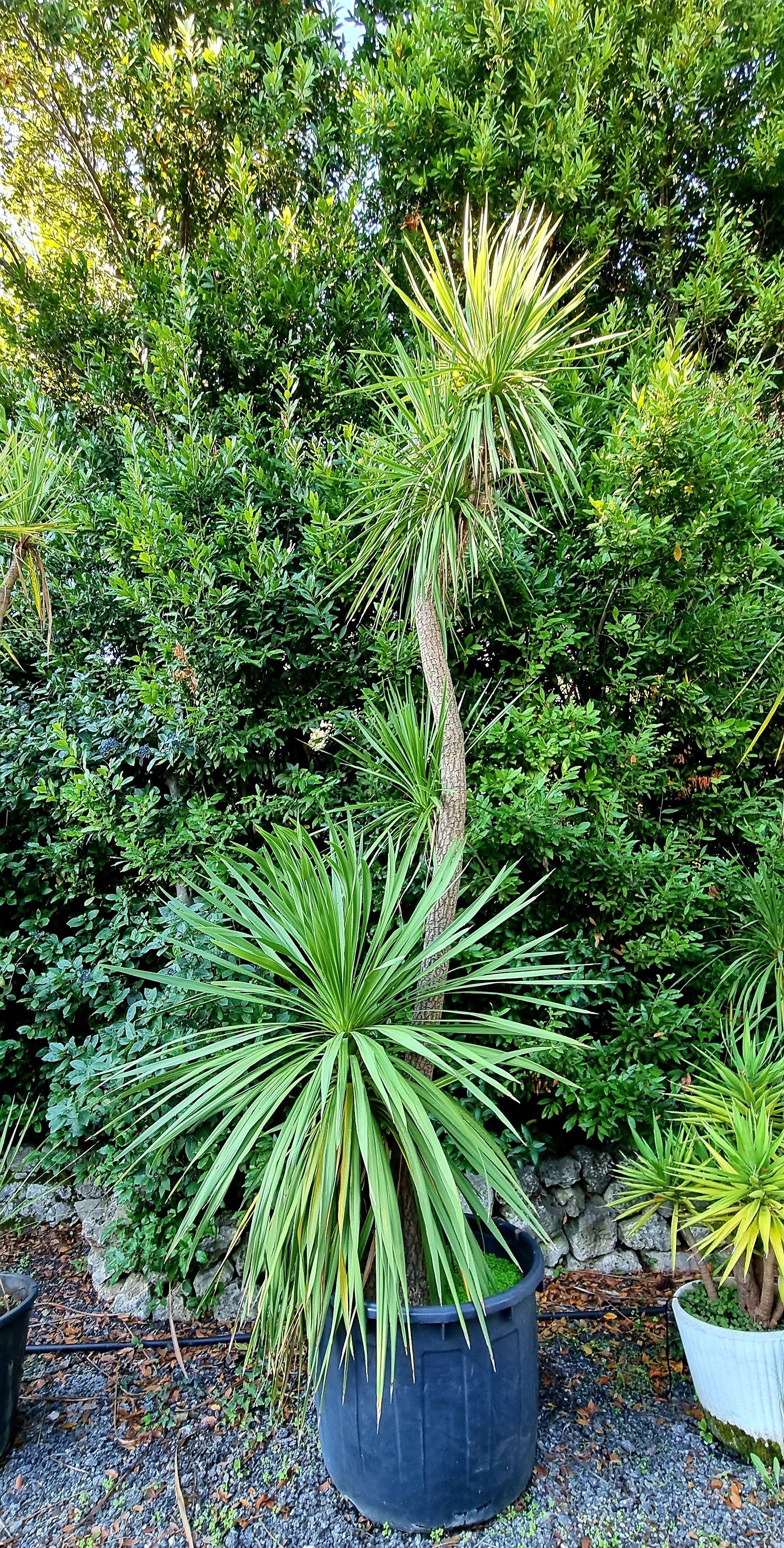 PEPINIERE DES ASPRES GRASSE 2024 ALPES MARITIMES JARDINERIE