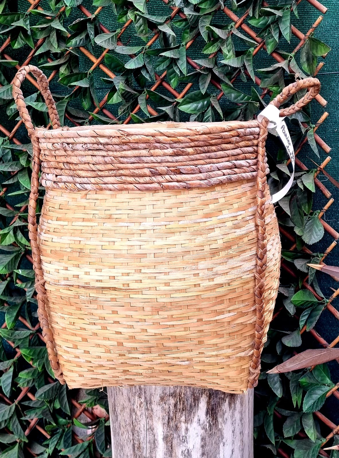 pepiniere jardinerie alpes maritimes 2025 2024 pepinière des aspres jardiner grasse