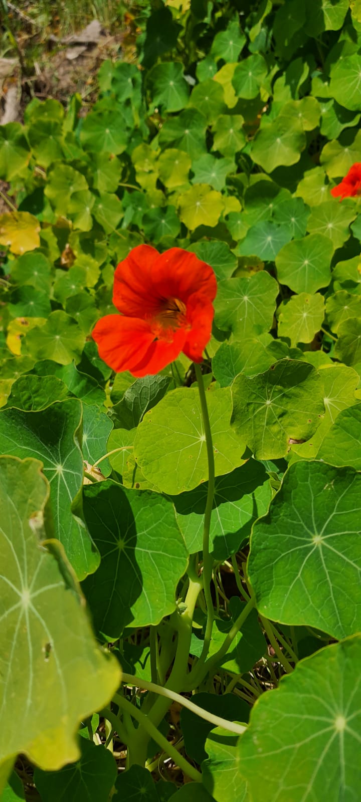 PEPINIERE DES ASPRES GRASSE 2024 ALPES MARITIMES JARDINERIE