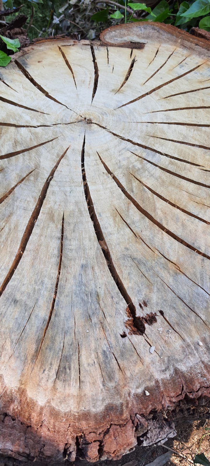 PEPINIERE DES ASPRES GRASSE 2024 ALPES MARITIMES JARDINERIE