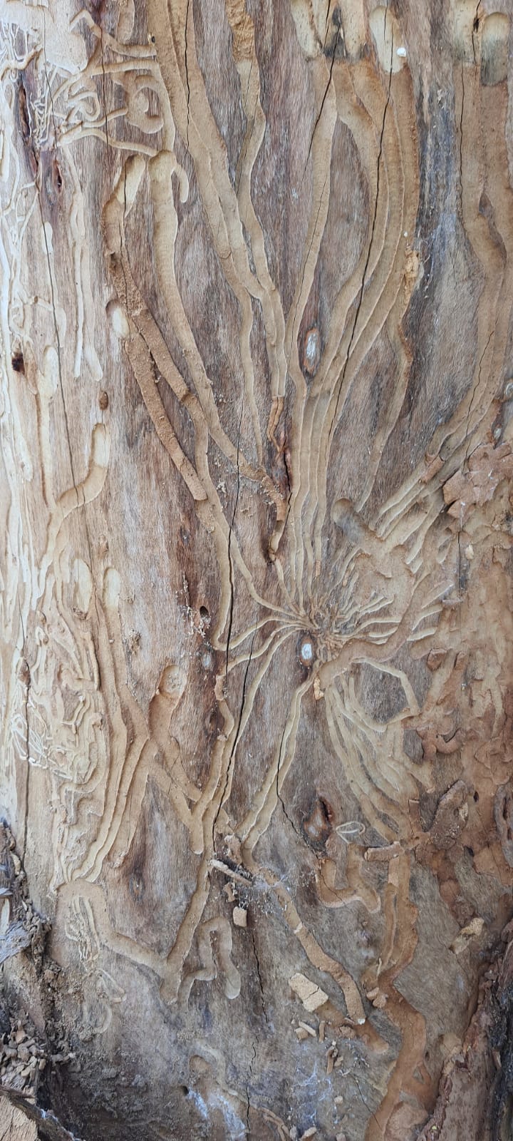 PEPINIERE DES ASPRES GRASSE 2024 ALPES MARITIMES JARDINERIE