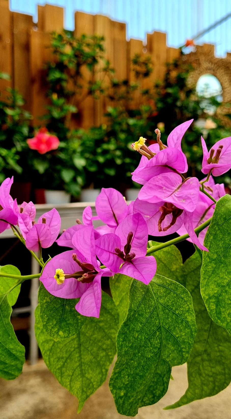 PEPINIERE DES ASPRES GRASSE 2025