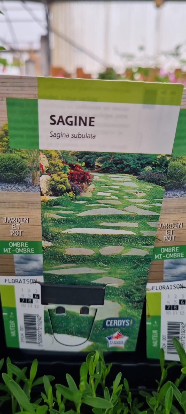 PEPINIERE DES ASPRES GRASSE 2024 ALPES MARITIMES JARDINERIE