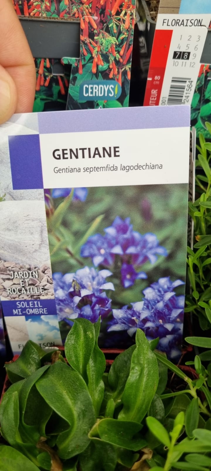 PEPINIERE DES ASPRES GRASSE 2024 ALPES MARITIMES JARDINERIE