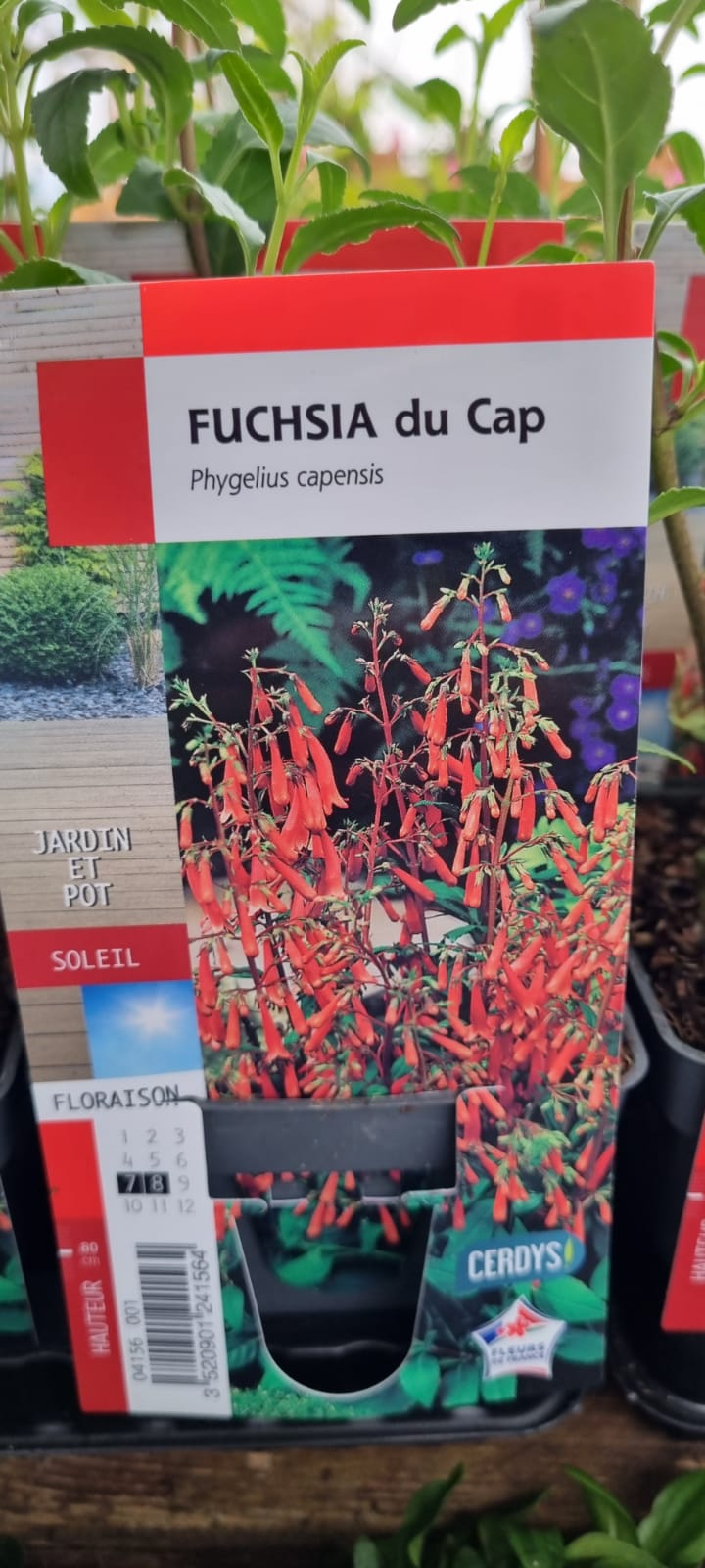 PEPINIERE DES ASPRES GRASSE 2024 ALPES MARITIMES JARDINERIE