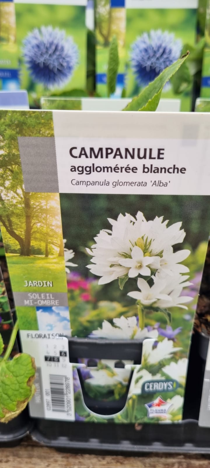 PEPINIERE DES ASPRES GRASSE 2024 ALPES MARITIMES JARDINERIE