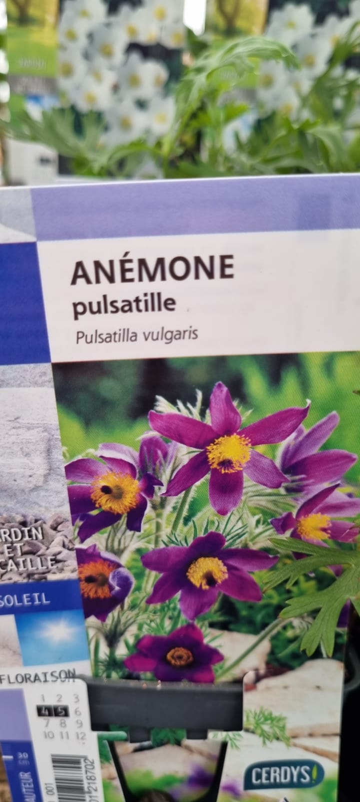 PEPINIERE DES ASPRES GRASSE 2024 ALPES MARITIMES JARDINERIE