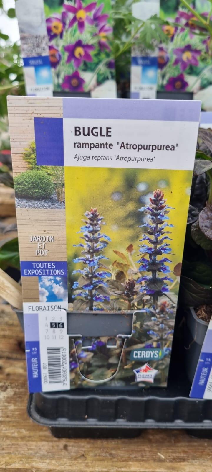 PEPINIERE DES ASPRES GRASSE 2024 ALPES MARITIMES JARDINERIE