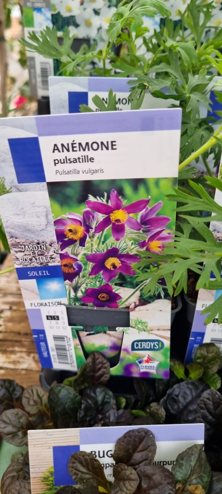 PEPINIERE DES ASPRES GRASSE 2024 ALPES MARITIMES JARDINERIE