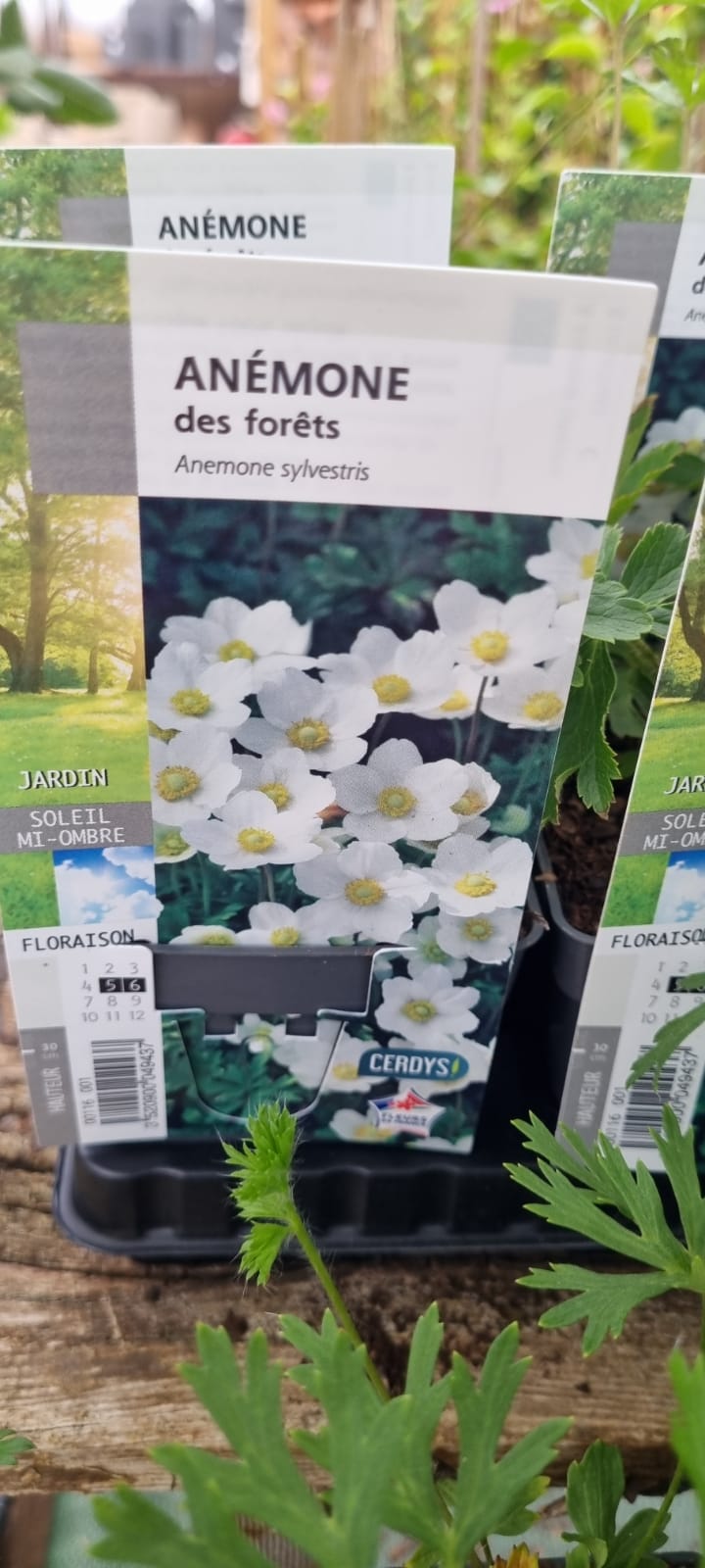 PEPINIERE DES ASPRES GRASSE 2024 ALPES MARITIMES JARDINERIE