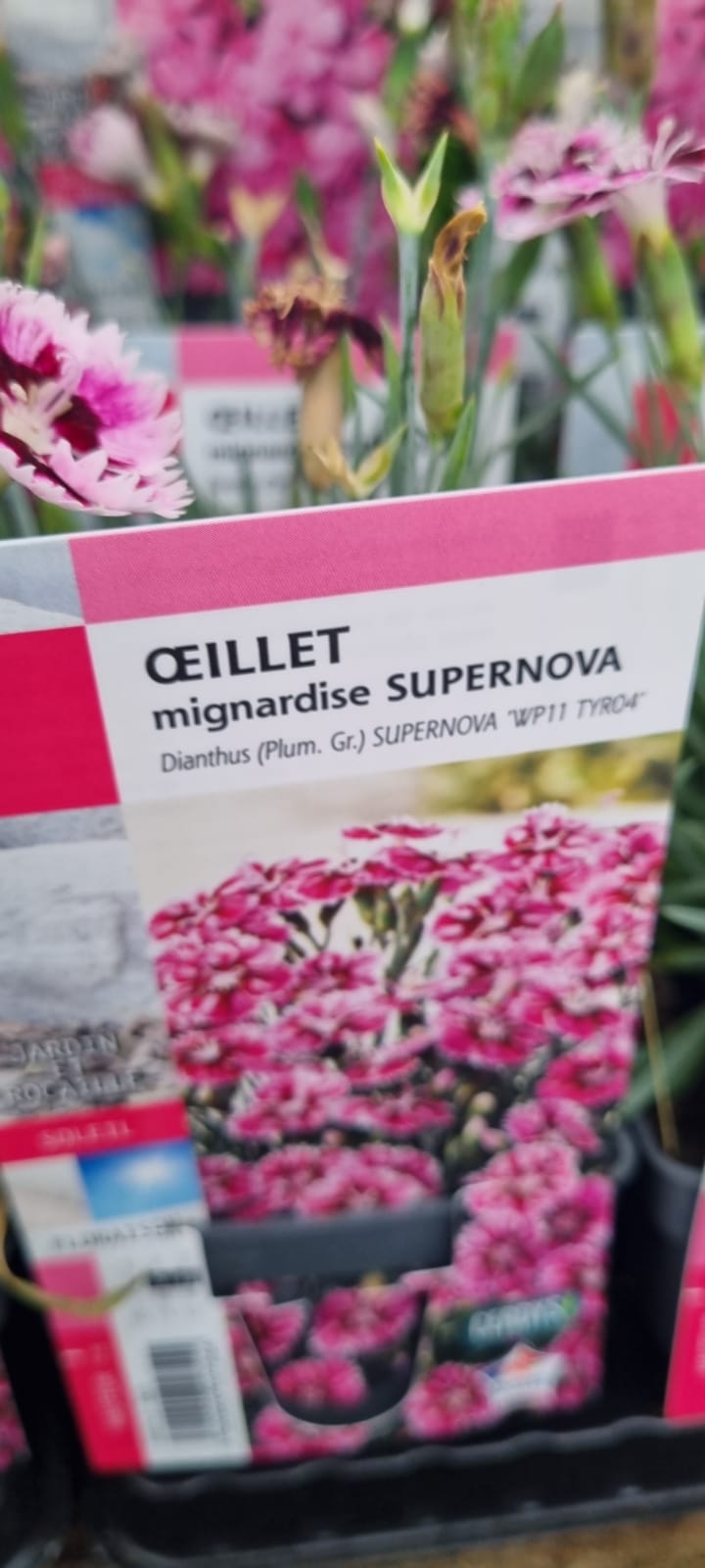 PEPINIERE DES ASPRES GRASSE 2024 ALPES MARITIMES JARDINERIE