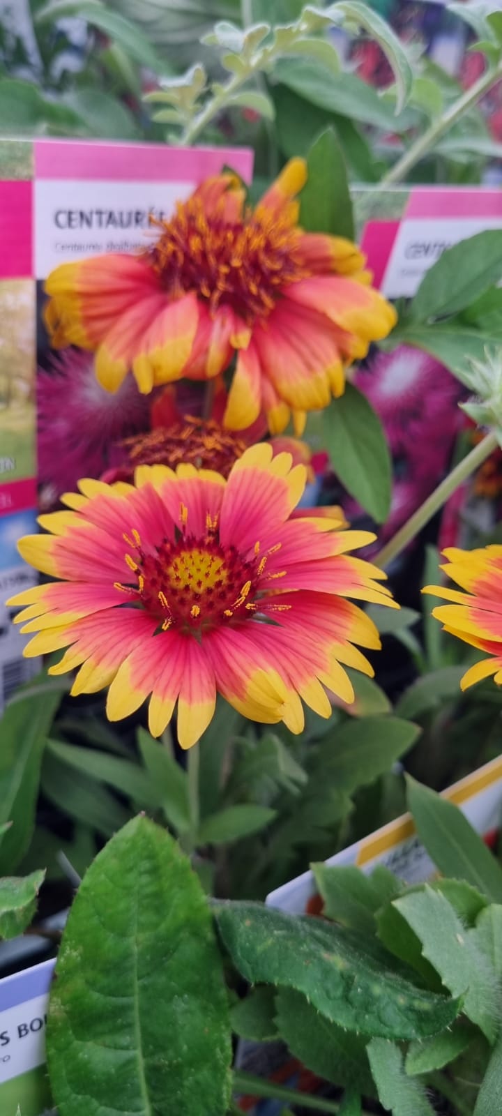 PEPINIERE DES ASPRES GRASSE 2024 ALPES MARITIMES JARDINERIE