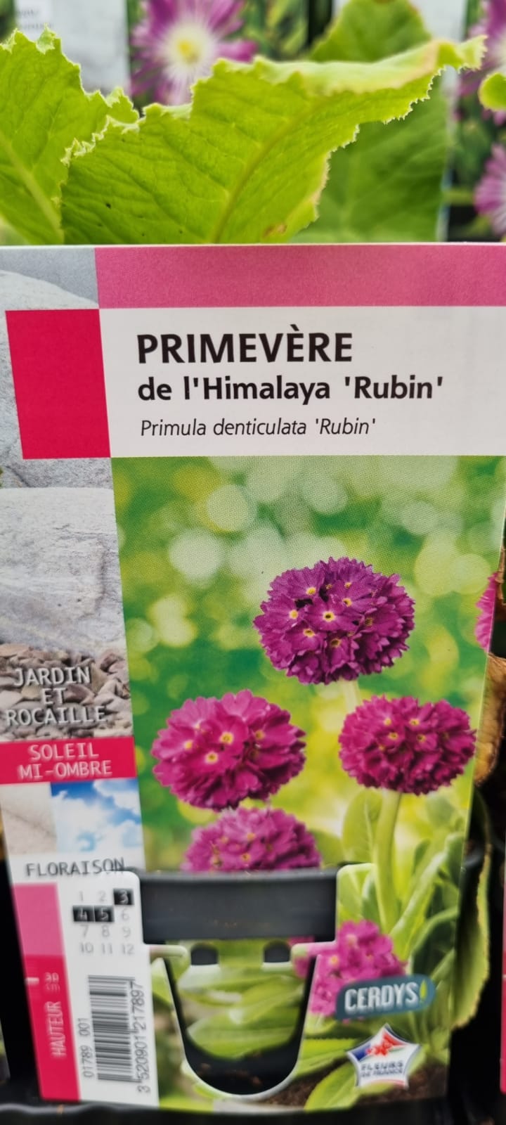 PEPINIERE DES ASPRES GRASSE 2024 ALPES MARITIMES JARDINERIE