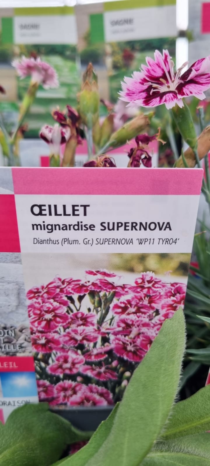 PEPINIERE DES ASPRES GRASSE 2024 ALPES MARITIMES JARDINERIE