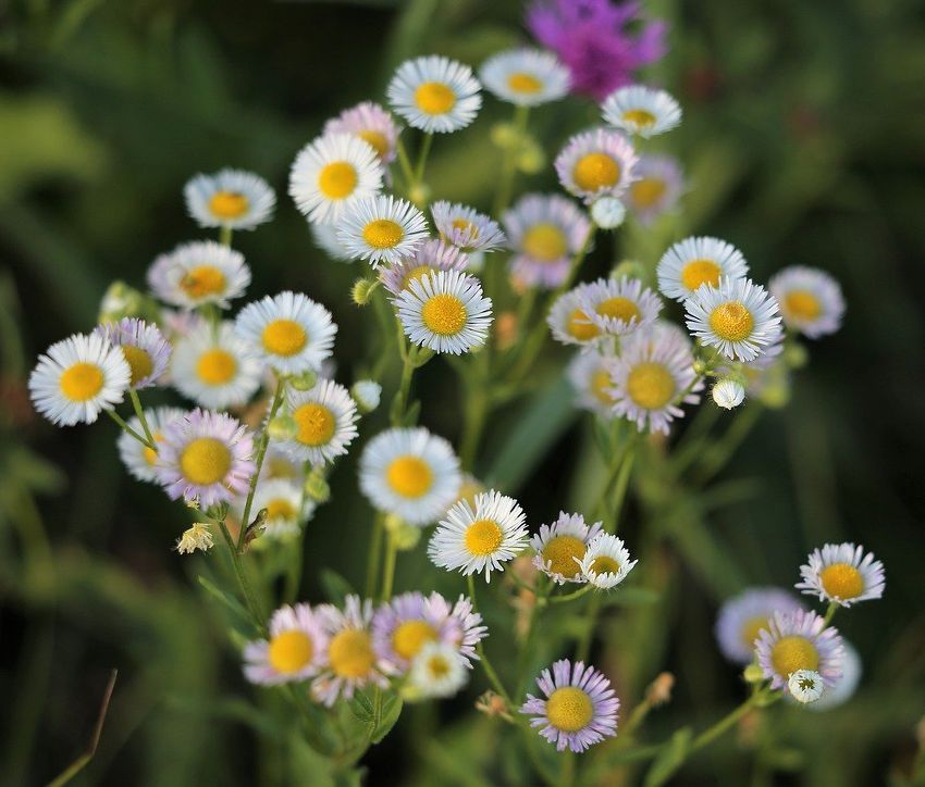 PEPINIERE DES ASPRES GRASSE 2024 ALPES MARITIMES JARDINERIE