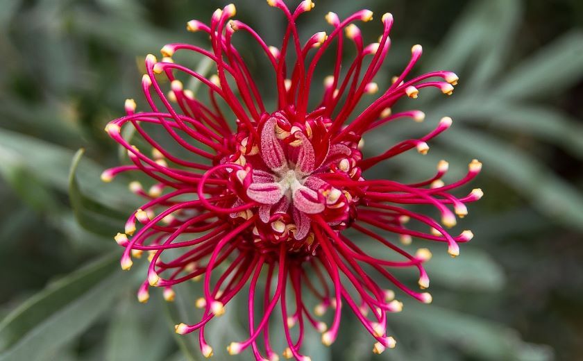 PEPINIERE DES ASPRES GRASSE 2024 ALPES MARITIMES JARDINERIE