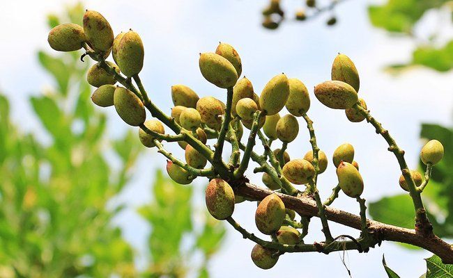 PEPINIERE DES ASPRES GRASSE 2024 ALPES MARITIMES JARDINERIE