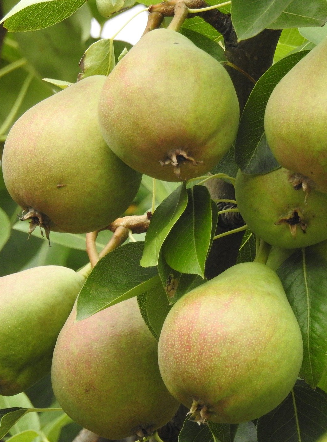 PEPINIERE DES ASPRES GRASSE 2024 ALPES MARITIMES JARDINERIE