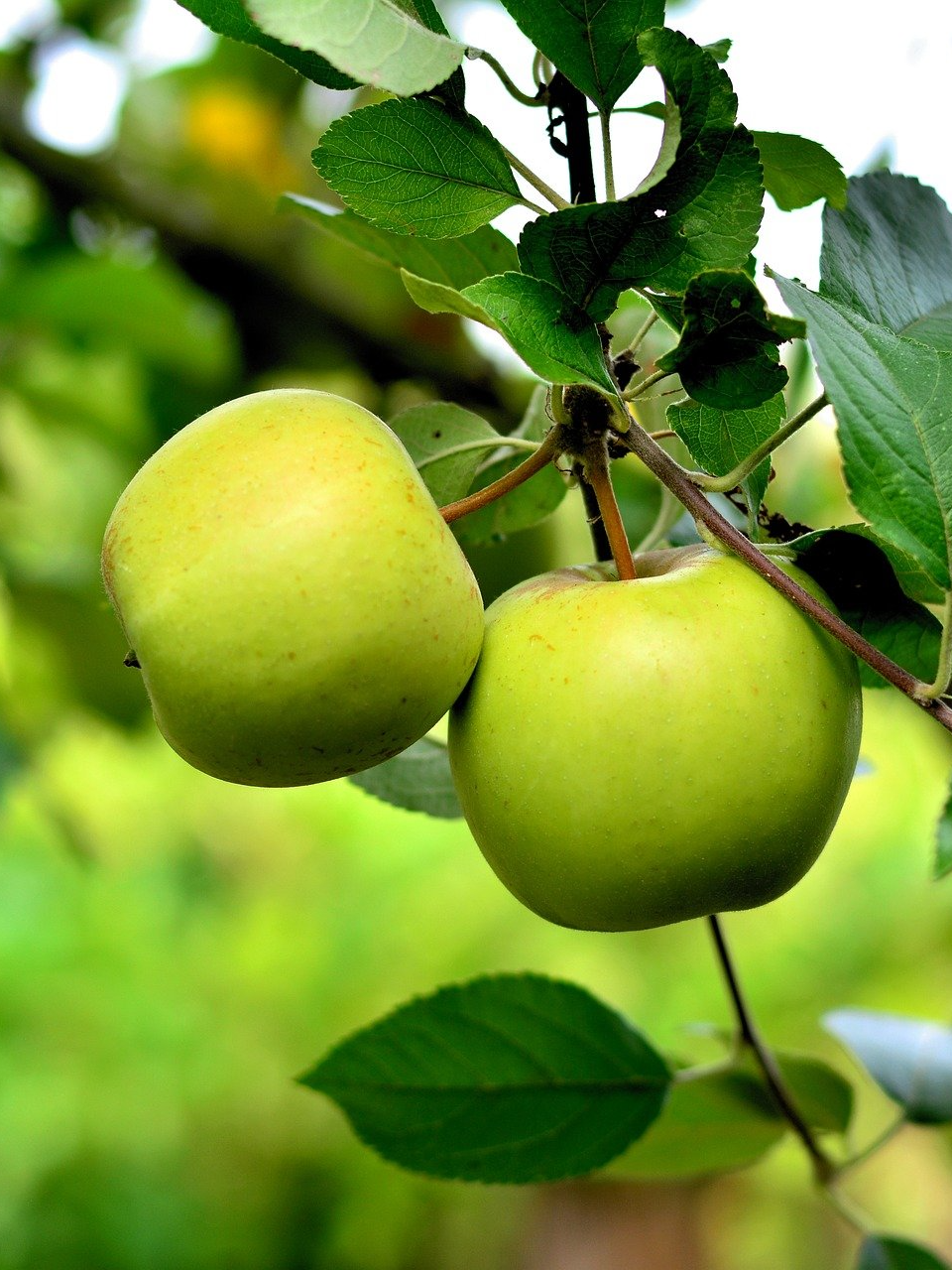 PEPINIERE DES ASPRES GRASSE 2024 ALPES MARITIMES JARDINERIE