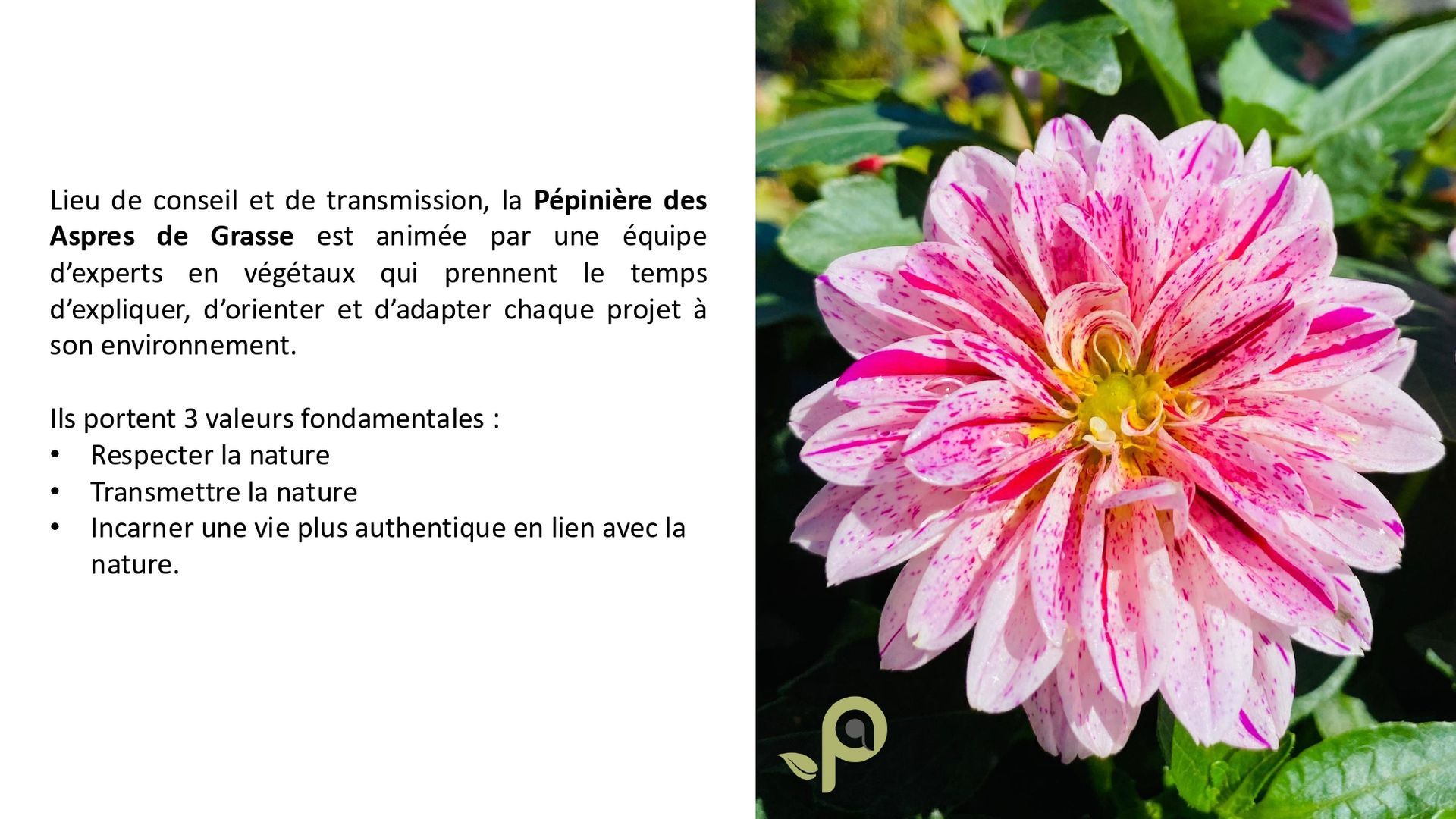 PEPINIERE DES ASPRES GRASSE 2024 ALPES MARITIMES JARDINERIE