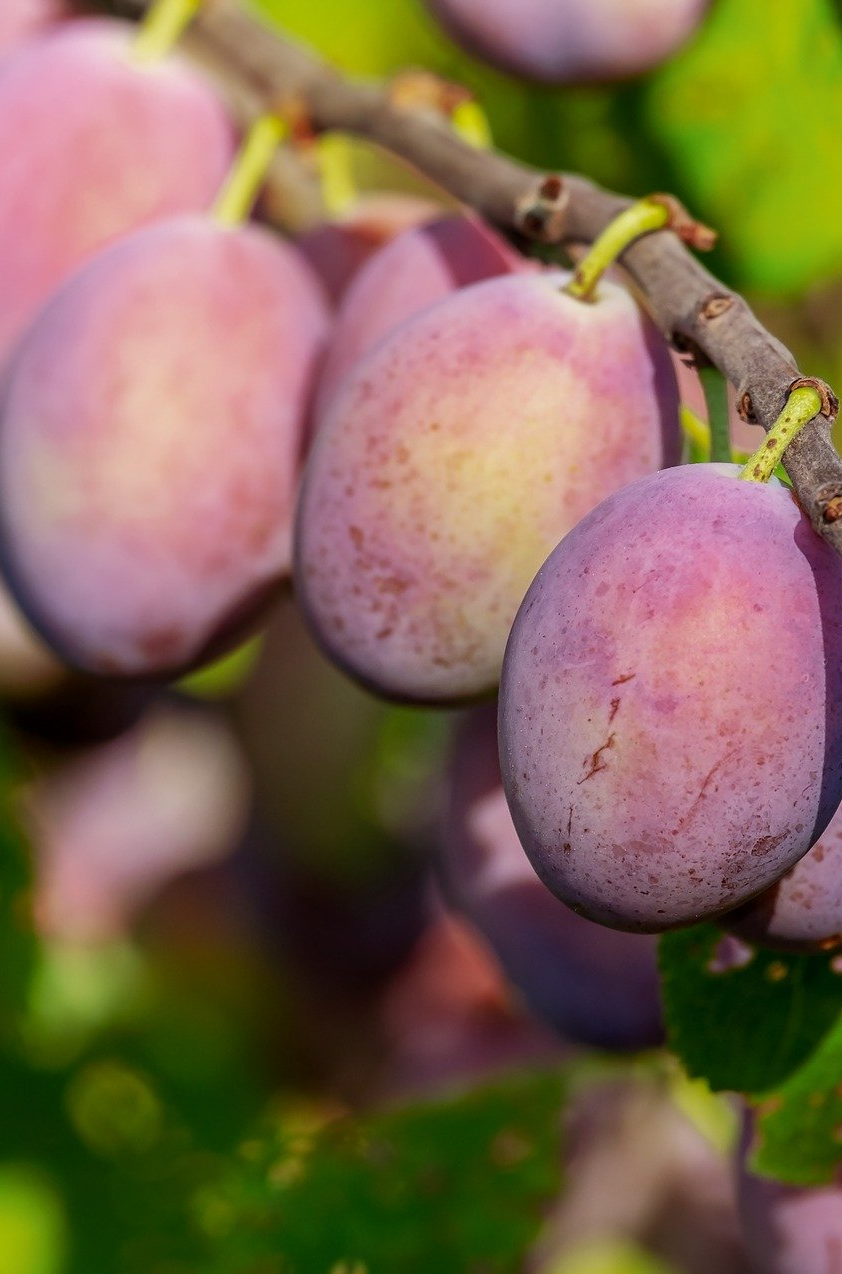 PEPINIERE DES ASPRES GRASSE 2024 ALPES MARITIMES JARDINERIE