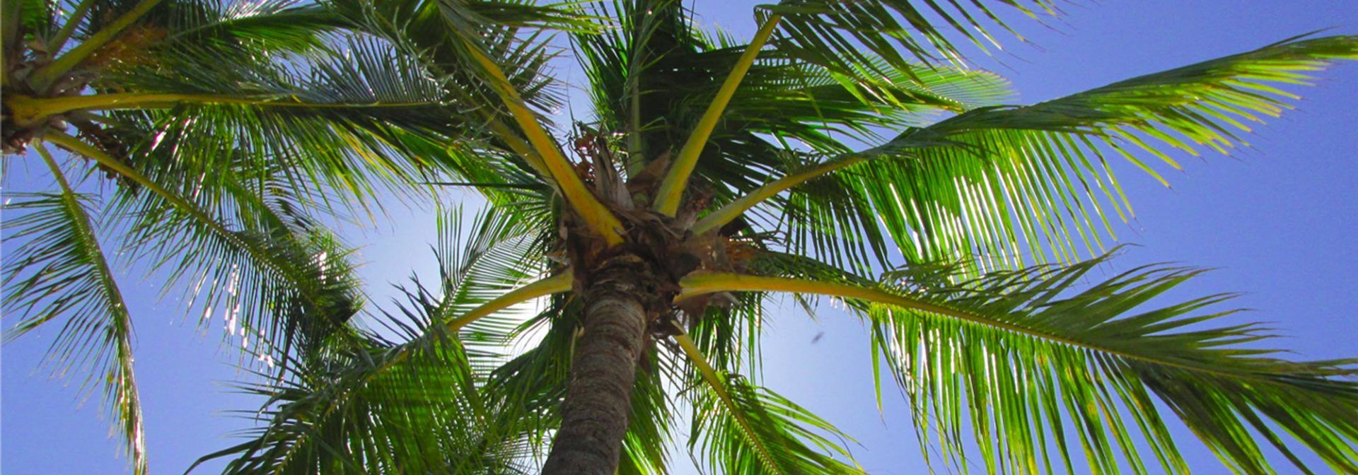 PEPINIERE DES ASPRES GRASSE 2024 ALPES MARITIMES JARDINERIE