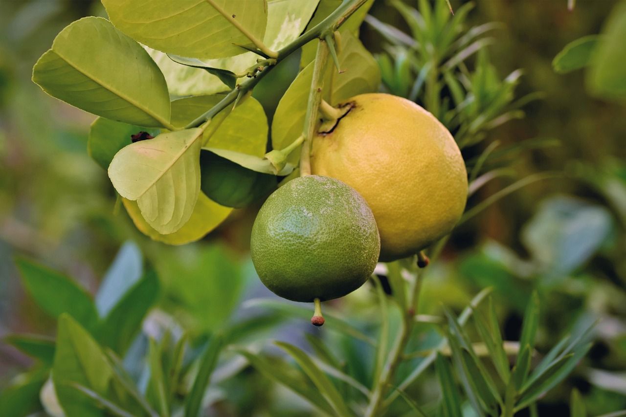 PEPINIERE DES ASPRES GRASSE 2024 JARDINERIE