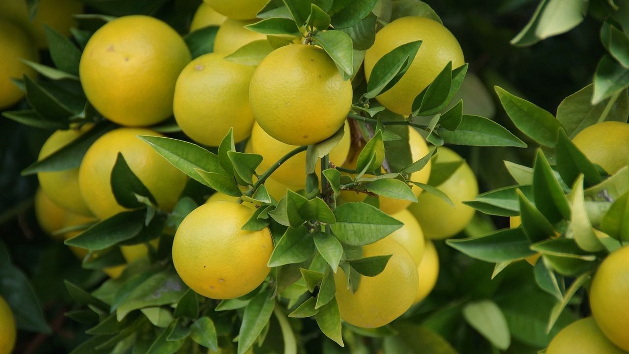 PEPINIERE DES ASPRES GRASSE 2024 JARDINERIE