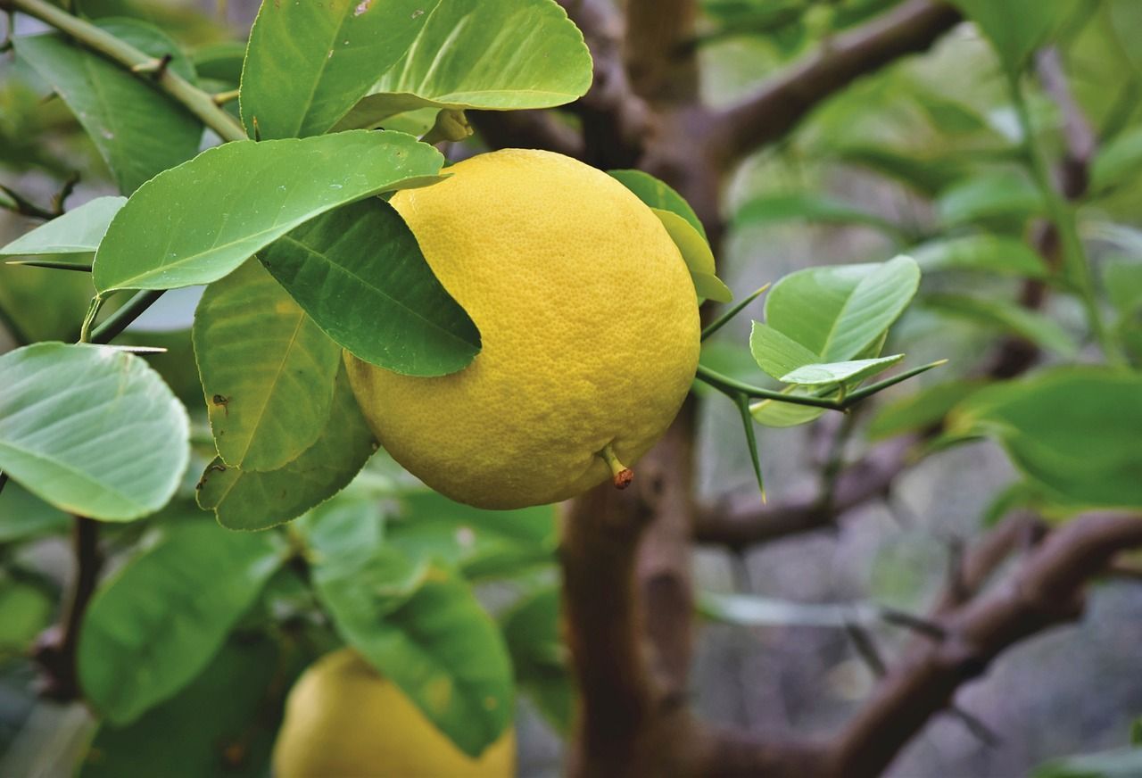 PEPINIERE DES ASPRES GRASSE 2024 JARDINERIE