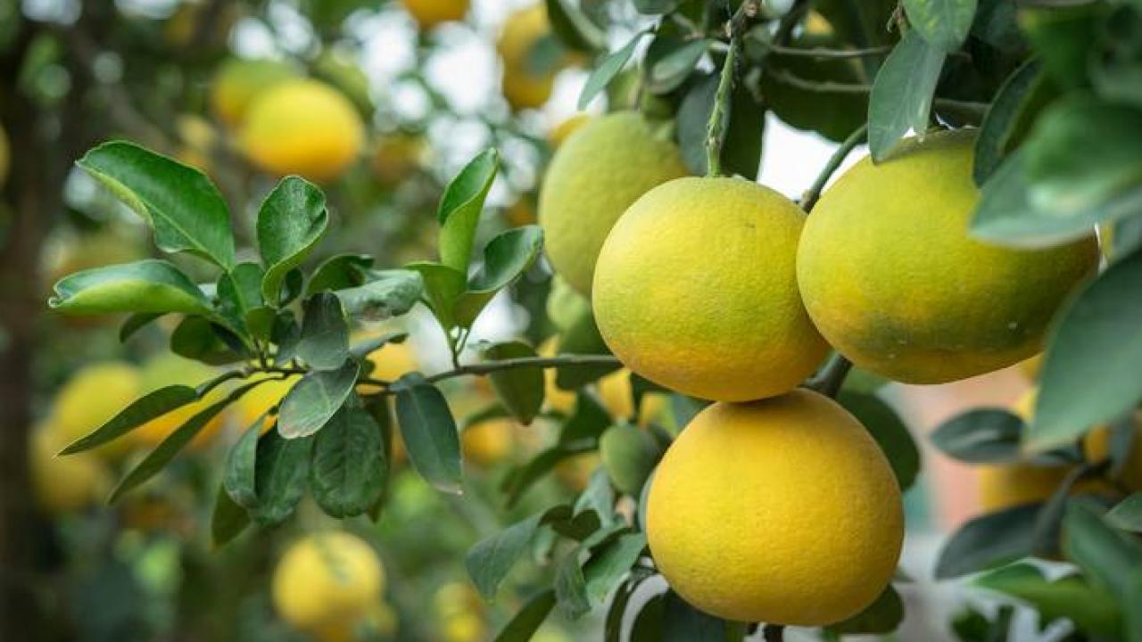 VIVERO DES ASPRES GRASSE 2024 ALPES MARITIMES CUIDADO DEL JARDÍN