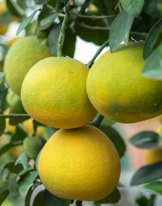 PEPINIERE DES ASPRES GRASSE 2024 ALPES MARITIMES JARDINERIE