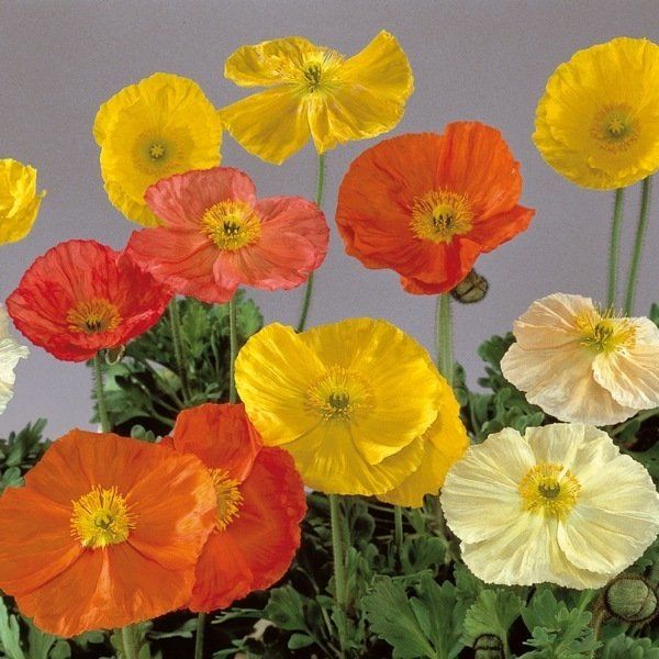 ASPRES GRASSE NURSERY 2024 ALPES MARITIMES GARDEN CENTER