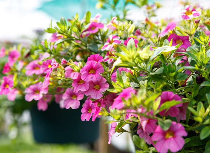 PEPINIERE DES ASPRES GRASSE 2024 ALPES MARITIMES JARDINERIE