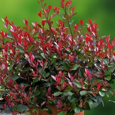 VIVERO ASPRES GRASSE 2025