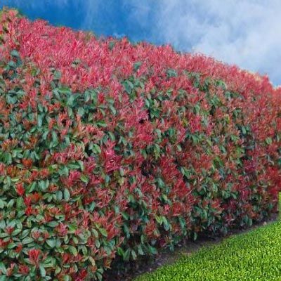 NURSERY DES ASPRES GRASSE 2024 ALPES MARITIMES GARTENPFLEGE