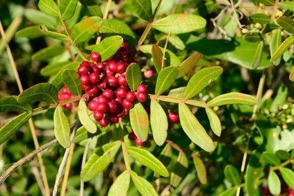 VIVERO ASPRES GRASSE 2025