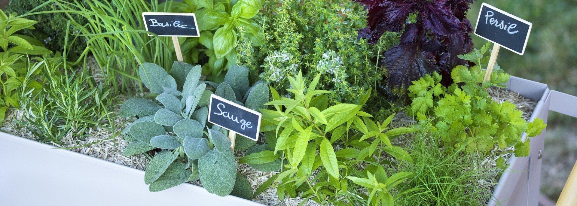 PEPINIERE DES ASPRES GRASSE 2025