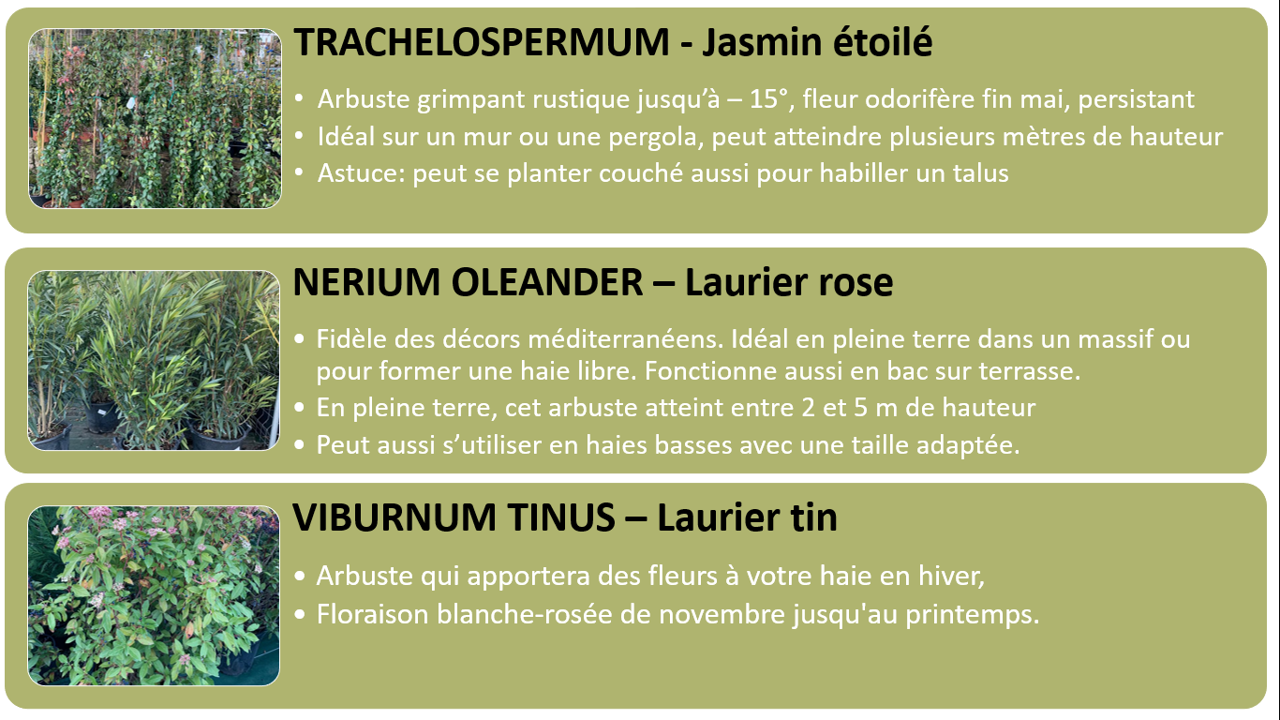 PEPINIERE DES ASPRES GRASSE 2024 ALPES MARITIMES JARDINERIE