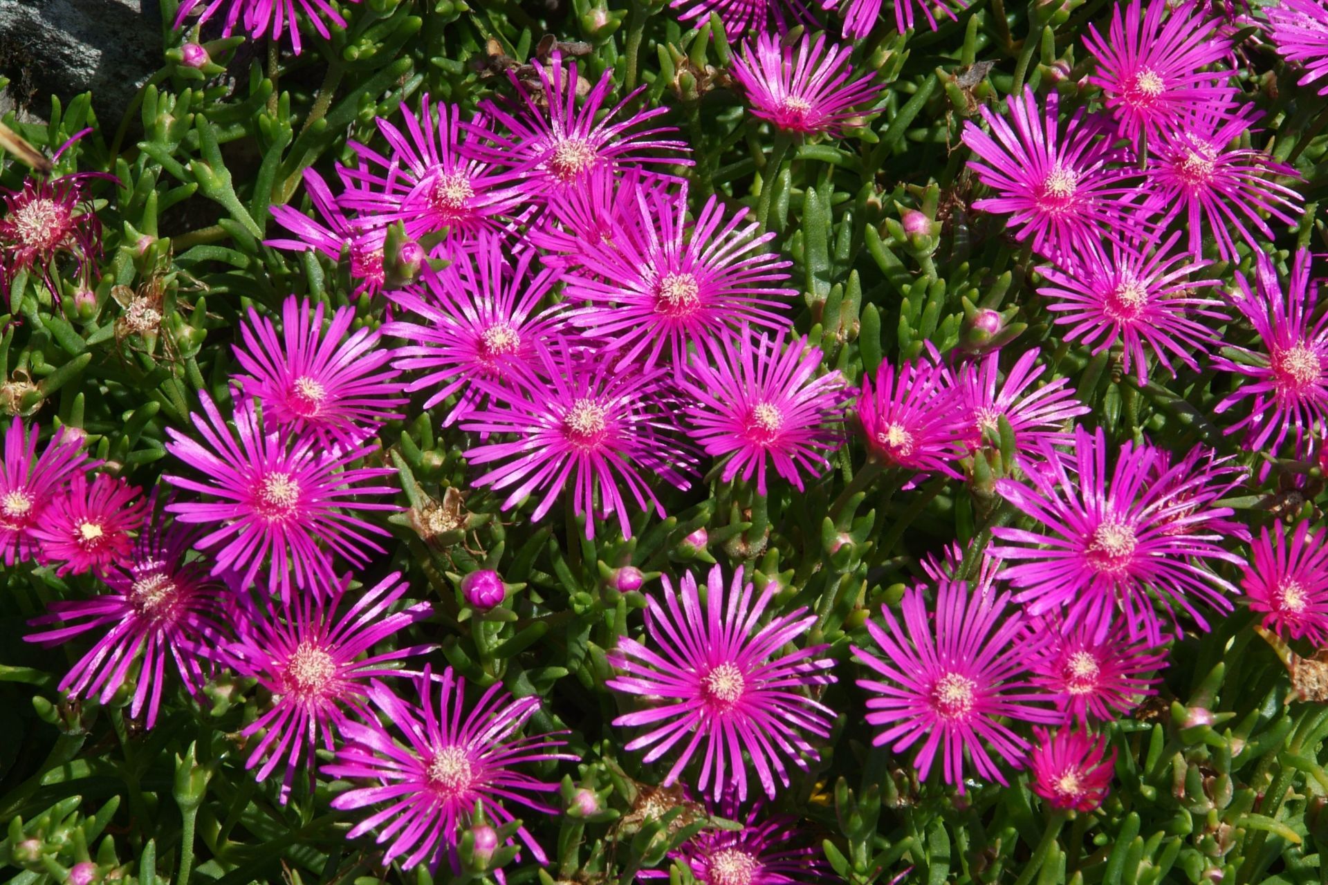 PEPINIERE DES ASPRES GRASSE 2024 ALPES MARITIMES JARDINERIE