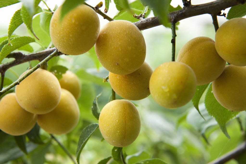 VIVAIO DES ASPRES GRASSE 2024 CURA DEL GIARDINO DELLE ALPI MARITTIME