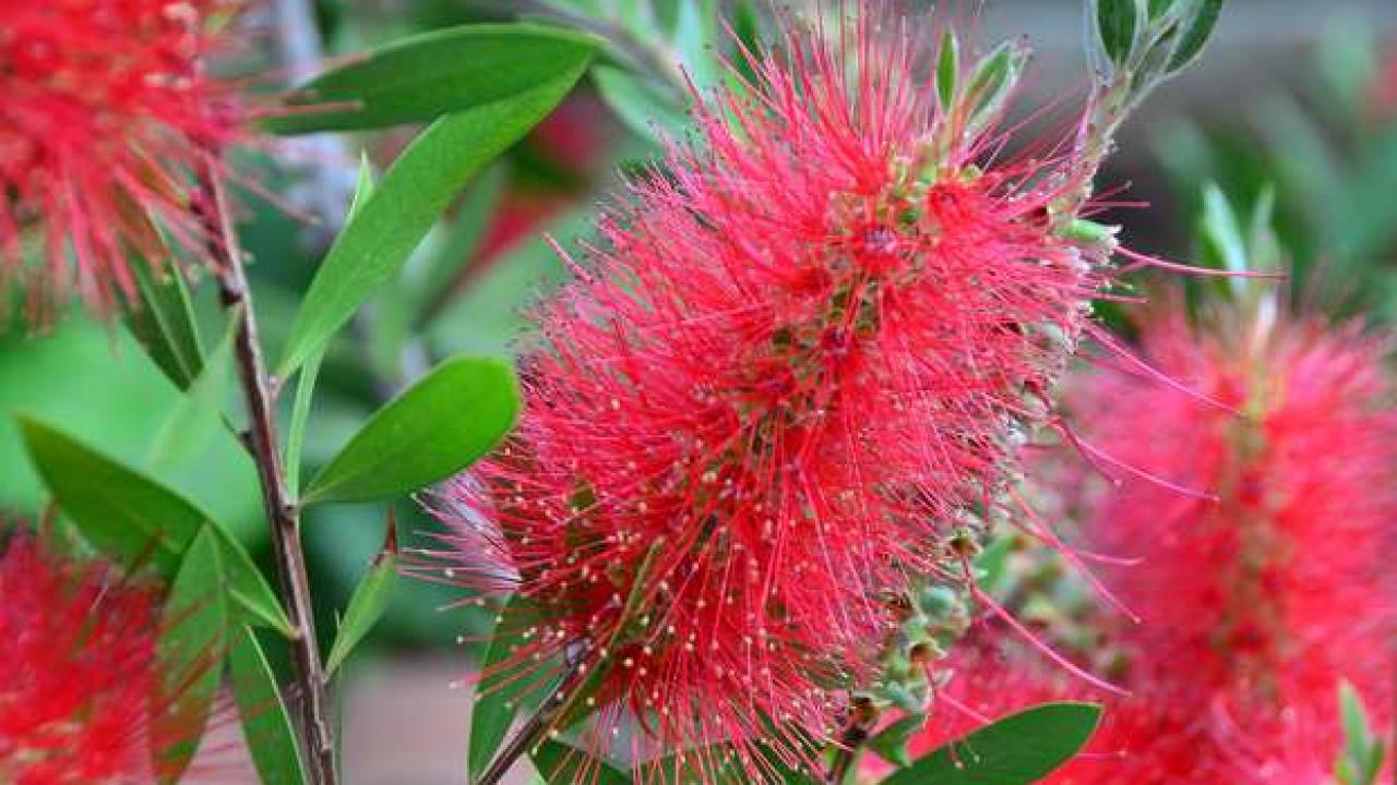 ASPRES GRASSE VEDLEJE 2025